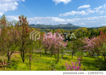 福島縣福島市飯野町花屋敷公園附近的山丘上，成排的重瓣櫻花樹 129050731