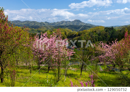 福島縣福島市飯野町花屋敷公園附近的山丘上，成排的重瓣櫻花樹 129050732