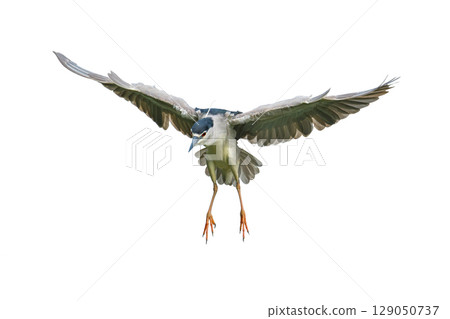 Black-crowned Night Heron descending with wings wide and claws extended. 129050737