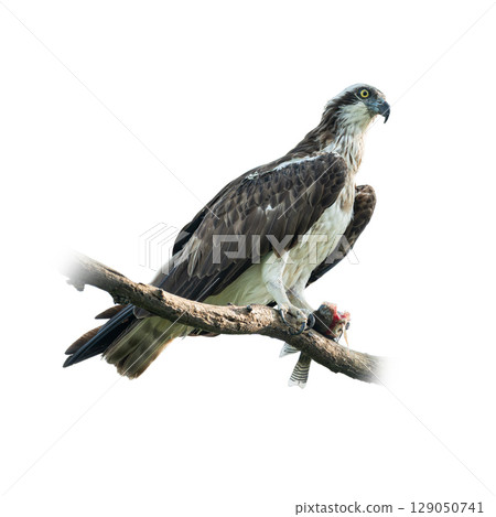 Osprey perched on a branch with fresh catch in its talons. 129050741