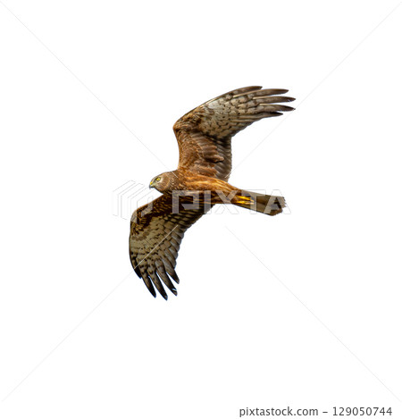 Juvenile Pied Harrier in flight with wide wings and focused gaze. Juvenile Pied Harrier in flight with wide wings and focused gaze. 129050744
