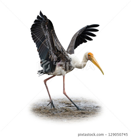 Painted Stork walking with wings outstretched, showing vivid plumage and long yellow beak. 129050745