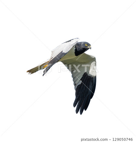 Pied Harrier gliding with sharp gaze and striking black and white wings. Pied Harrier gliding with sharp gaze and striking black and white wings. 129050746