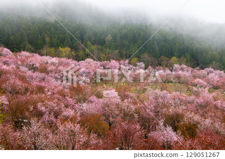 Oshio, Kitashiobara Village, Yama District, Fukushima Prefecture - The Oyamazakura cherry trees at Sakura Pass are in full bloom, covering the entire slope of the misty Urabandai Pass. 129051267