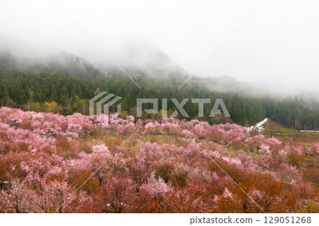 Oshio, Kitashiobara Village, Yama District, Fukushima Prefecture - The Oyamazakura cherry trees at Sakura Pass are in full bloom, covering the entire slope of the misty Urabandai Pass. 129051268