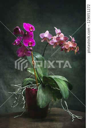 Two phalaenopsis orchid bushes in pots on a dark background Two phalaenopsis orchid bushes in pots on a dark background 129051272