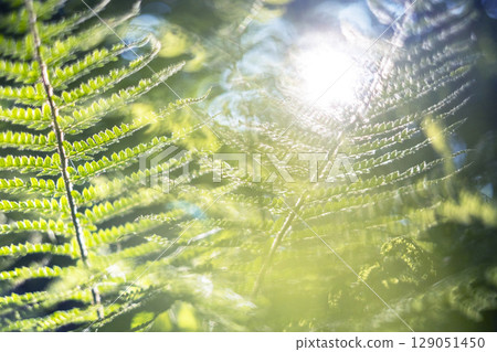 Fresh greenery in the forest - Eco-image - Oku-Daisen 129051450