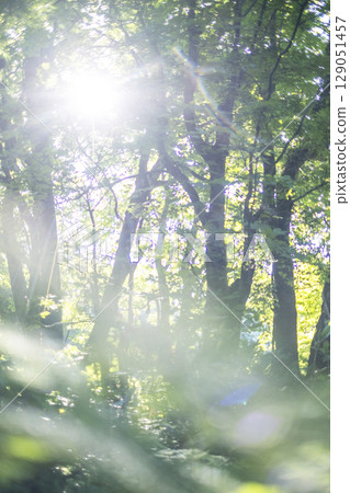 Fresh greenery in the forest - Eco-image - Oku-Daisen 129051457