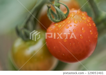 Ripening tomatoes Ripening tomatoes 129051481