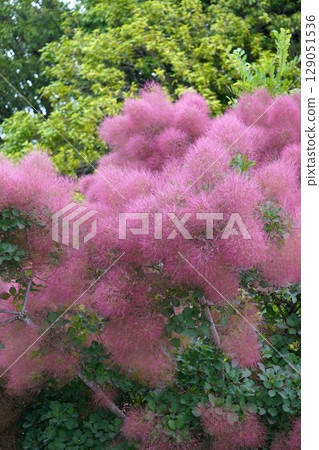 煙火 - 2025 年 6 月 129051536