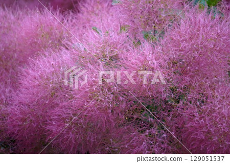 煙火 - 2025 年 6 月 129051537