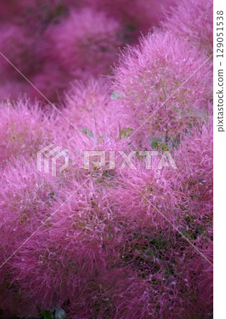 煙火 - 2025 年 6 月 129051538