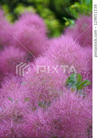 煙火 - 2025 年 6 月 煙火 - 2025 年 6 月 129051539