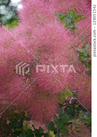 煙火 - 2025 年 6 月 129051542