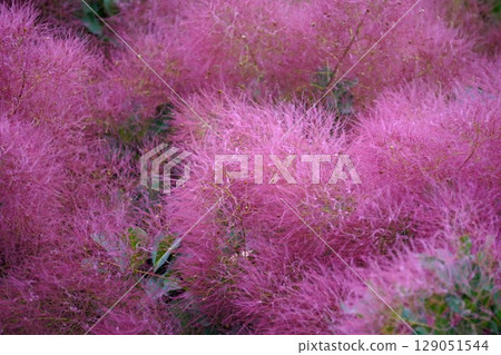 Smoke Tree Flowers - June 2025 Smoke Tree Flowers - June 2025 129051544