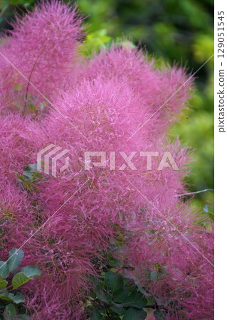 煙火 - 2025 年 6 月 煙火 - 2025 年 6 月 129051545
