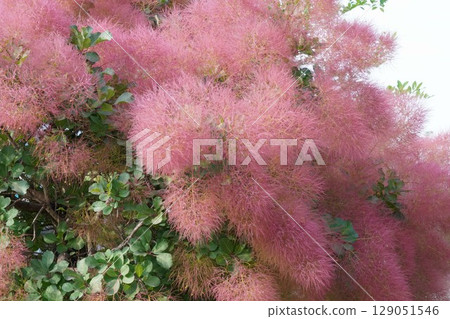 Smoke Tree Flowers - June 2025 Smoke Tree Flowers - June 2025 129051546