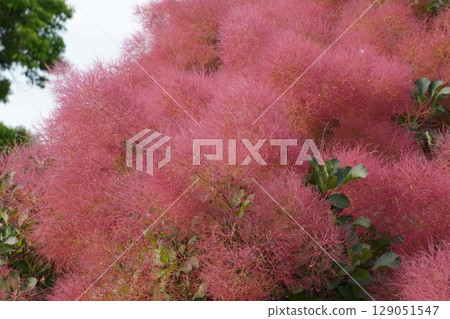 煙火 - 2025 年 6 月 129051547