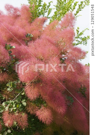 Smoke Tree Flowers - June 2025 129051548
