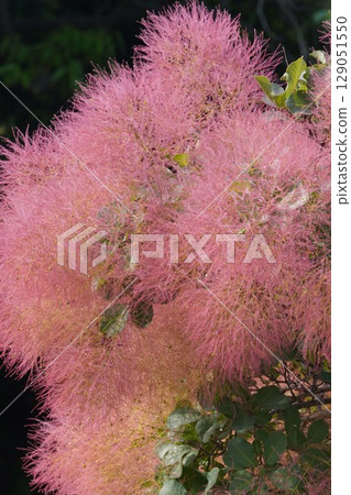 Smoke Tree Flowers - June 2025 129051550