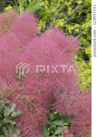 Smoke Tree Flowers - June 2025 129051551