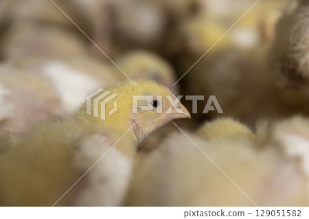 small chickens in down and feathers during cultivation at a poultry farm closeup, There is only one chicken head in focus, side view small chickens in down and feathers during cultivation at a poultry farm closeup, There is only one chicken head in focus, side view 129051582