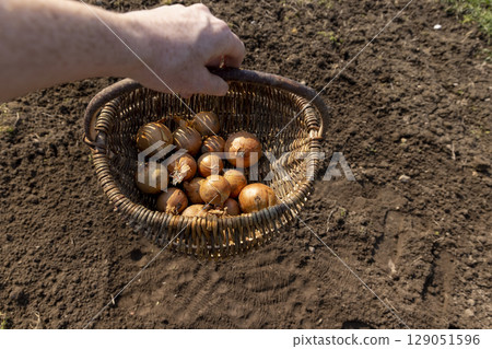 a basket and onions in the field close up, preparing the soil and onions for planting during farming in the garden 129051596