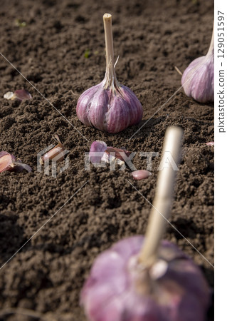 violet garlic is scattered in the field during sowing, soil preparation and garlic for planting during farming in the field during the spring season violet garlic is scattered in the field during sowing, soil preparation and garlic for planting during farming in the field during the spring season 129051597