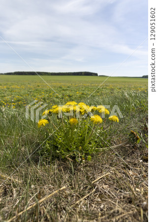 yellow blooming dandelions growing on the edge of a field with green grass, beautiful spring flowers dandelions on the edge of a field in spring in sunny weather 129051602