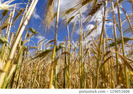 a field with yellow cereals in eastern Europe before harvesting for food production, cereals in bright sunlight, closeup a field with yellow cereals in eastern Europe before harvesting for food production, cereals in bright sunlight, closeup 129051606