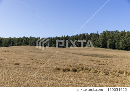 monocultural field with yellow and dry ears of ripe wheat in windy weather, a forest is near the field monocultural field with yellow and dry ears of ripe wheat in windy weather, a forest is near the field 129051623
