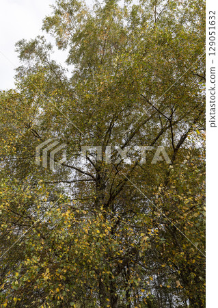 birch tree in the autumn season against the sky, autumn changes in the birch foliage of trees in the park birch tree in the autumn season against the sky, autumn changes in the birch foliage of trees in the park 129051632