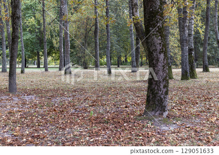 cloudy weather in the park in the autumn season during the fall, colorful foliage of different deciduous trees in the autumn season cloudy weather in the park in the autumn season during the fall, colorful foliage of different deciduous trees in the autumn season 129051633