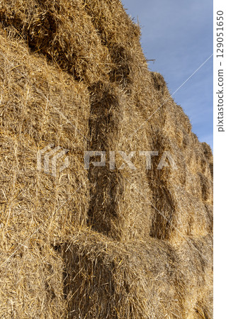 stacks in a field after harvest , a field with stacks of straw after packing into stacks and sky stacks in a field after harvest , a field with stacks of straw after packing into stacks and sky 129051650