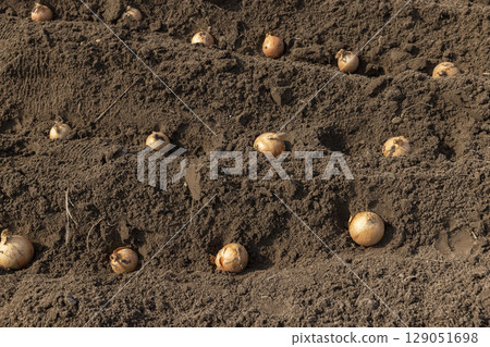 yellow onions are planted in a row in the field during sowing , soil preparation and onions for planting during farming in the garden in the spring yellow onions are planted in a row in the field during sowing , soil preparation and onions for planting during farming in the garden in the spring 129051698