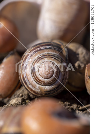 dry shells of garden snails on the ground, a large number of empty snail shells on the ground after wintering, close up 129051702