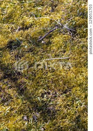 details of moss and grass in the garden, the soil covered with green plants in the garden in spring details of moss and grass in the garden, the soil covered with green plants in the garden in spring 129051703