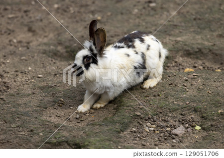 black and white rabbit in a yard with lots of holes and holes, one large rabbit on the ground in a yard without grass black and white rabbit in a yard with lots of holes and holes, one large rabbit on the ground in a yard without grass 129051706