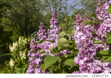 a spring park with lilac flowers in the spring of the year in sunny weather closeup, a group of flower inflorescences, side view 129051710