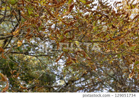 the yellowing foliage of the chestnut tree in the autumn season against the sky, autumn changes in the foliage of trees in the park 129051734