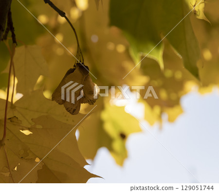 autumn season in sunny weather in the morning, close up autumn season in sunny weather in the morning, close up 129051744