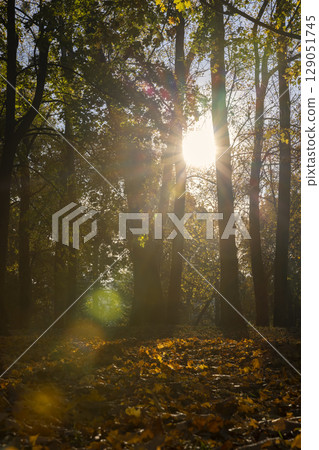 foliage on maples in the autumn season , maples with orange foliage in sunny weather in autumn season park foliage on maples in the autumn season , maples with orange foliage in sunny weather in autumn season park 129051745