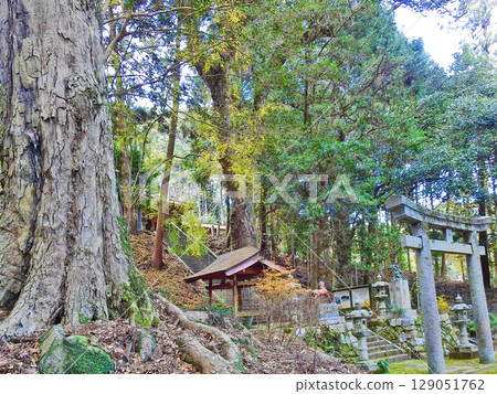 The yew tree at Kino Shrine in Miyako Town, Fukuoka Prefecture, is a prefectural cultural property. 129051762