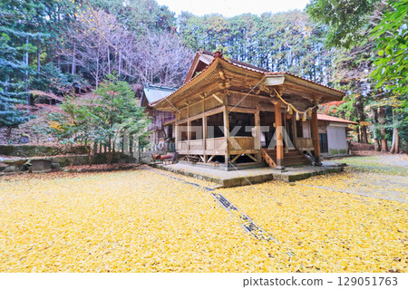 The grounds of Kino Shrine in Miyako Town, Fukuoka Prefecture, are covered in a yellow carpet. 129051763