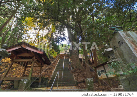 The approach to Kino Shrine in Miyako Town, Fukuoka Prefecture, and the sacred tree, a natural monument 129051764