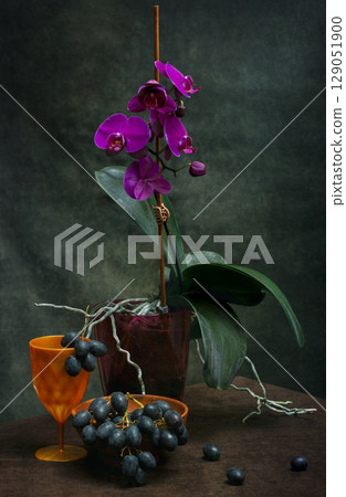 Phalaenopsis orchid bush in a pot on a dark background with grapes 129051900