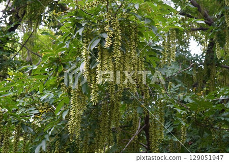 Chinese walnut fruit spikes, June 2025 Chinese walnut fruit spikes, June 2025 129051947