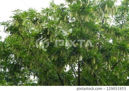 Chinese walnut fruit spikes, June 2025 129051953