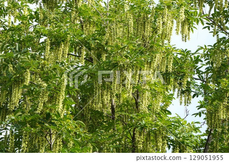Chinese walnut fruit spikes, June 2025 Chinese walnut fruit spikes, June 2025 129051955