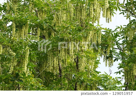 Chinese walnut fruit spikes, June 2025 Chinese walnut fruit spikes, June 2025 129051957
